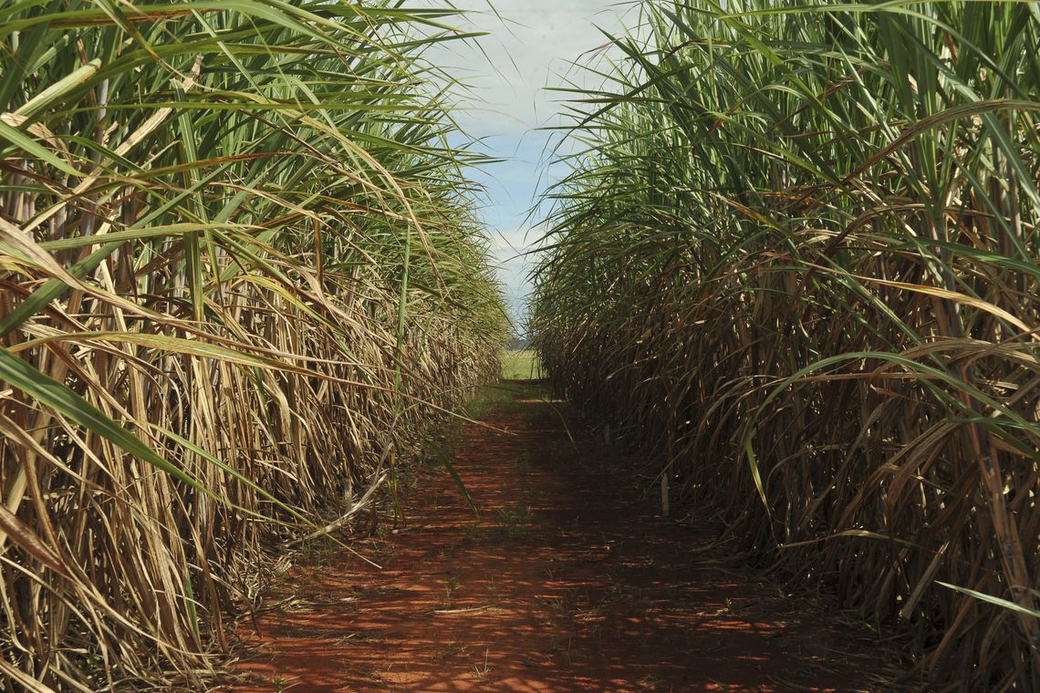 Cana-de-Açúcar