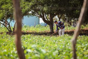 Agricultura Bananeiras